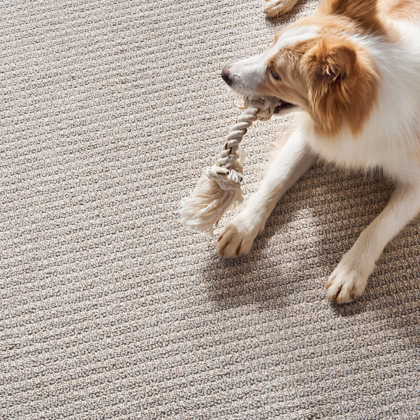 Pet perfect flooring | Hauptman Floor Covering Co Inc